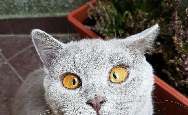  Румен приема умерено слуховете за себе си 