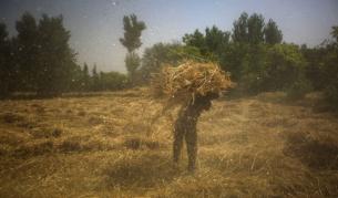 Сирийски фермер носи пшеница