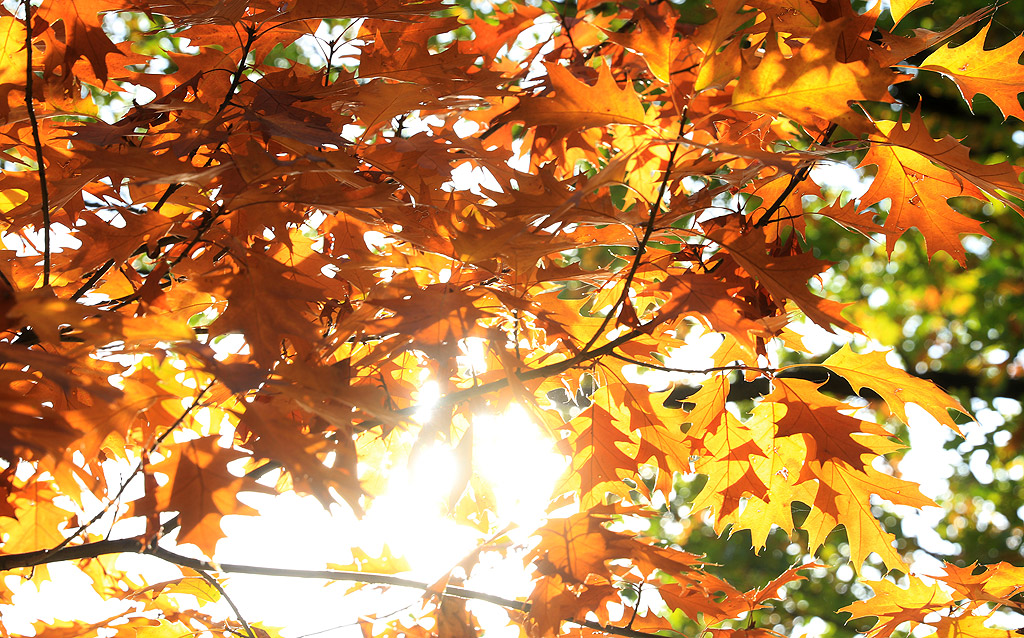 Хубава и топла есен в Борисовата градина - София