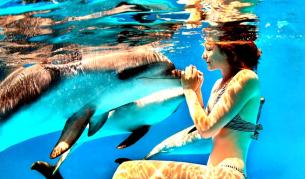 Как делфин се самоуби от любов към жена