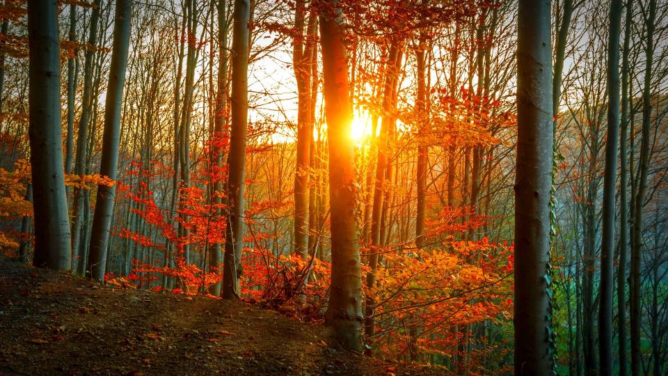 Дневен хороскоп за събота, 28.10.2017 - снимка 4