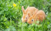 Луд като мартенски заек: От къде произхожда и защо се нарича така