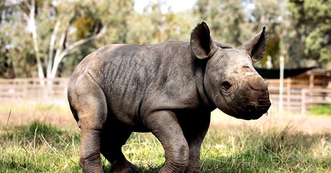 Зоологическата градина „Taronga“ в Дабо, Австралия, има нов обитател –