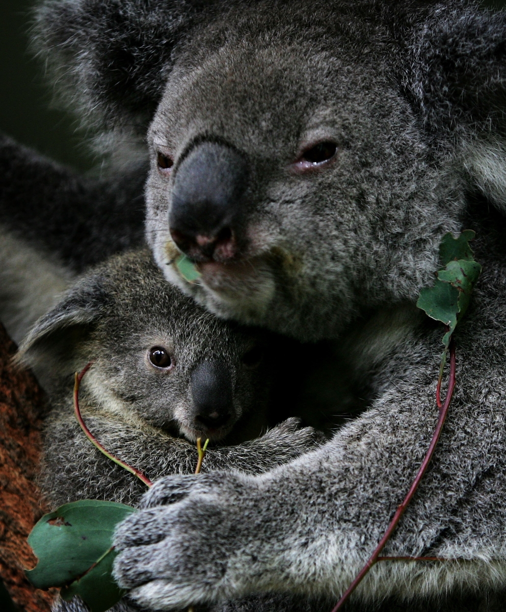 Бебе коала, сгушено в майка си.