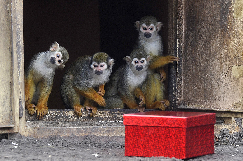 Маймуни от зоопарка в Будапеща, Унгария, наблюдават своя коледен подарък
