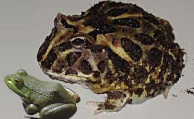  Дяволската жаба спрямо елементарните жаби през днешния ден 