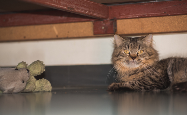  котка под леглото 