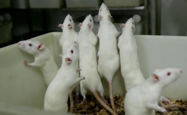 Терапията е дала отлични резултати при мишките.