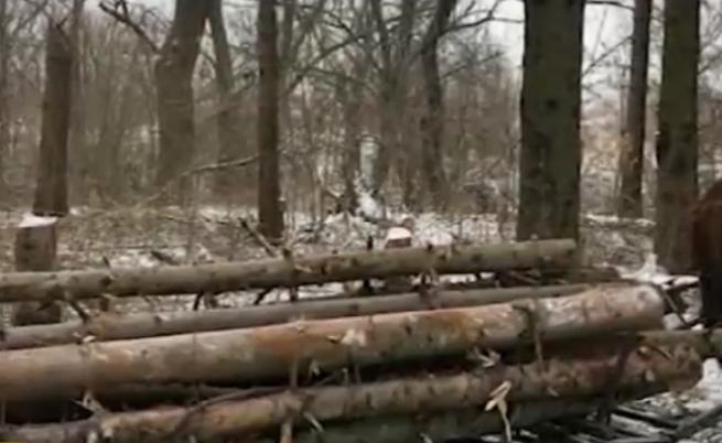 Масова незаконна сеч в софийски парк вдигна хората на бунт