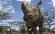 Радиоактивна защита: Инжектират рогата на носорози за борба с бракониерството