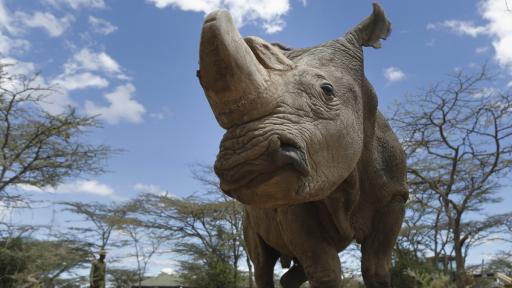  <p>Създадоха <strong>два ембриона</strong> на <strong>изчезващ вид</strong> носорози</p> 