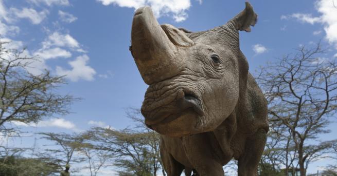 Последният мъжки северен бял носорог почина на 45 годишна възраст след