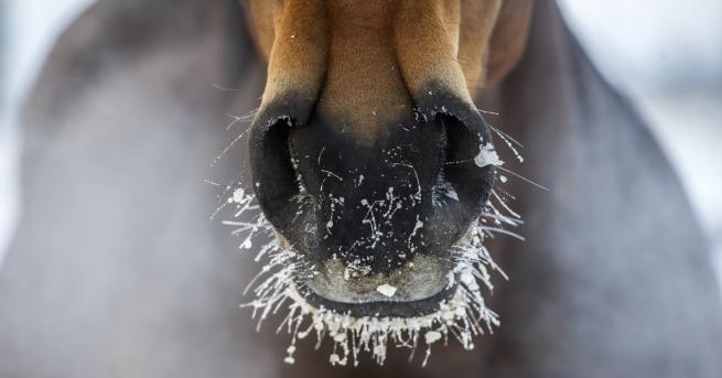 Десетки коне са били оставени да умрат от студ и