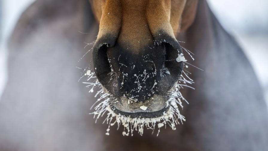 Защо коне умират от студ и глад в планината