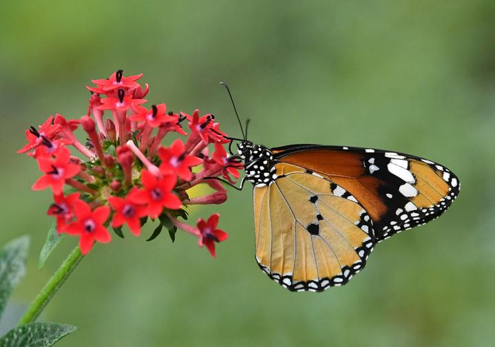 пеперуди природонаучен природа