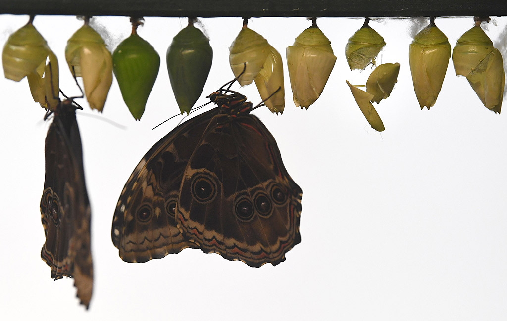 Изложба на пеперуди в Природонаучния музей в Лондон, Великобритания. Изложбата ще продължи до 16 септември 2018 г.