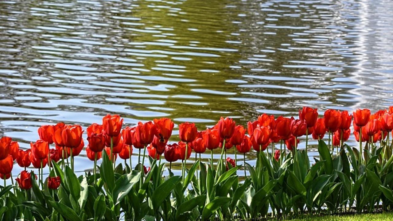 Снимка: pixabay.com