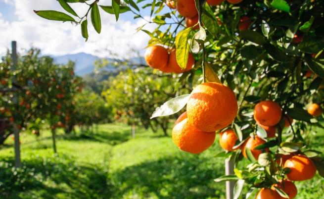  Мандариново дръвче. 
