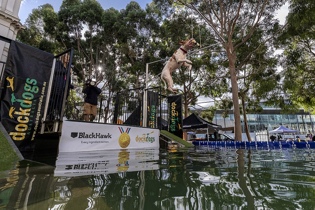 Шоу на любителите на кучета в парка и сградата на кралското изложение в Мелбърн, Австралия