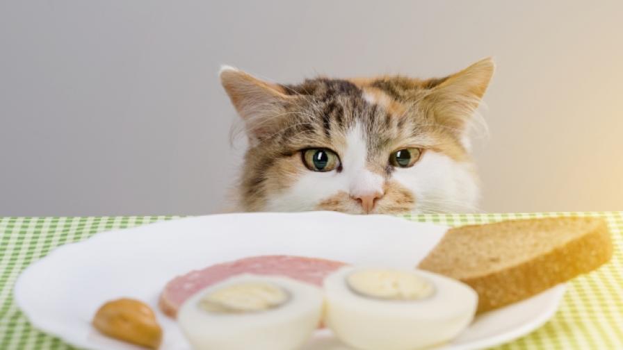 Никога не давайте тези храни на котката си (СНИМКИ)