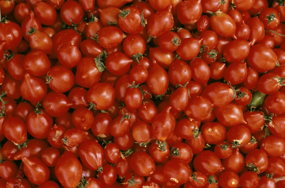 А годишно се консумират над 60 милиона тона домати!