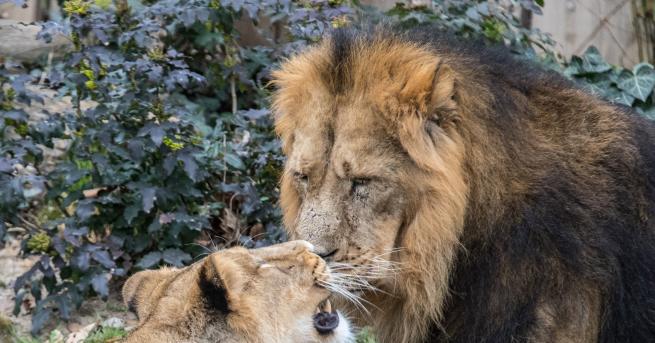 Големи хищници избягаха от частен зоопарк в западногерманския град Люнебах