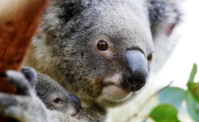 Австралия: коала 