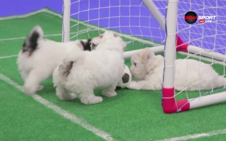 Фирма за кучешка храна удари джакпота с драмата на Англия