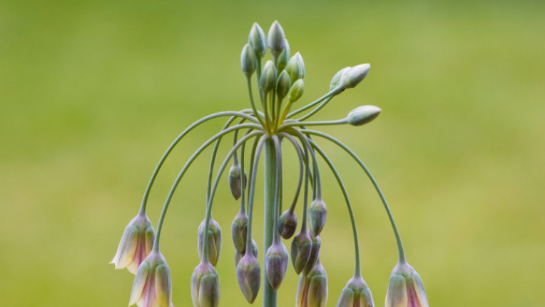 Allium bulgaricum едно от имената на самардалата