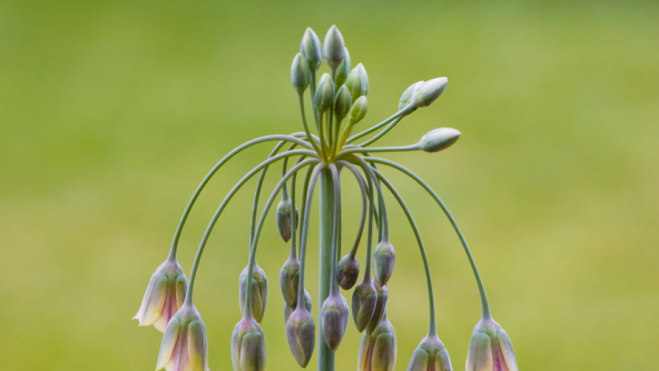 Allium bulgaricum - едно от имената на самардалата