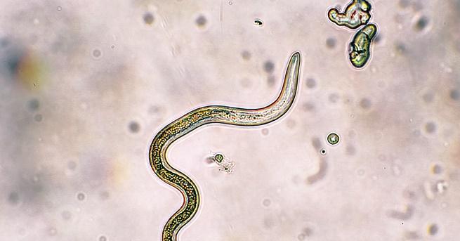 Червеите са изключително издръжливи същества Наскоро руски учени откриха замразени