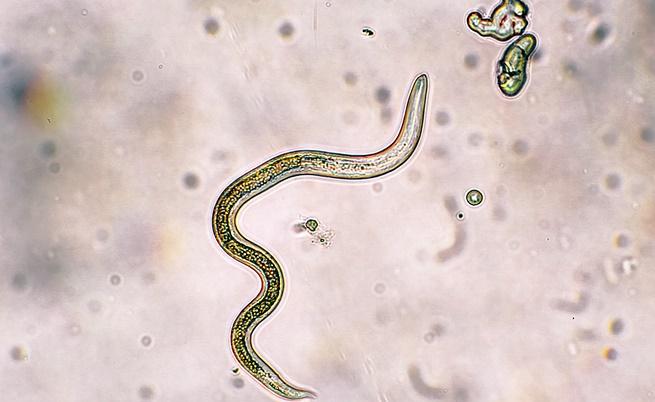 Как учени съживиха червеи на над 30 000 години