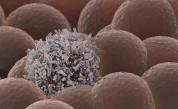 Малки, но мощни: Как органоидите променят нашето разбиране за живота