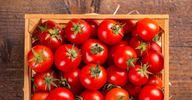 Има буквално стотици видове домати Приложенията на сочния и вкусен