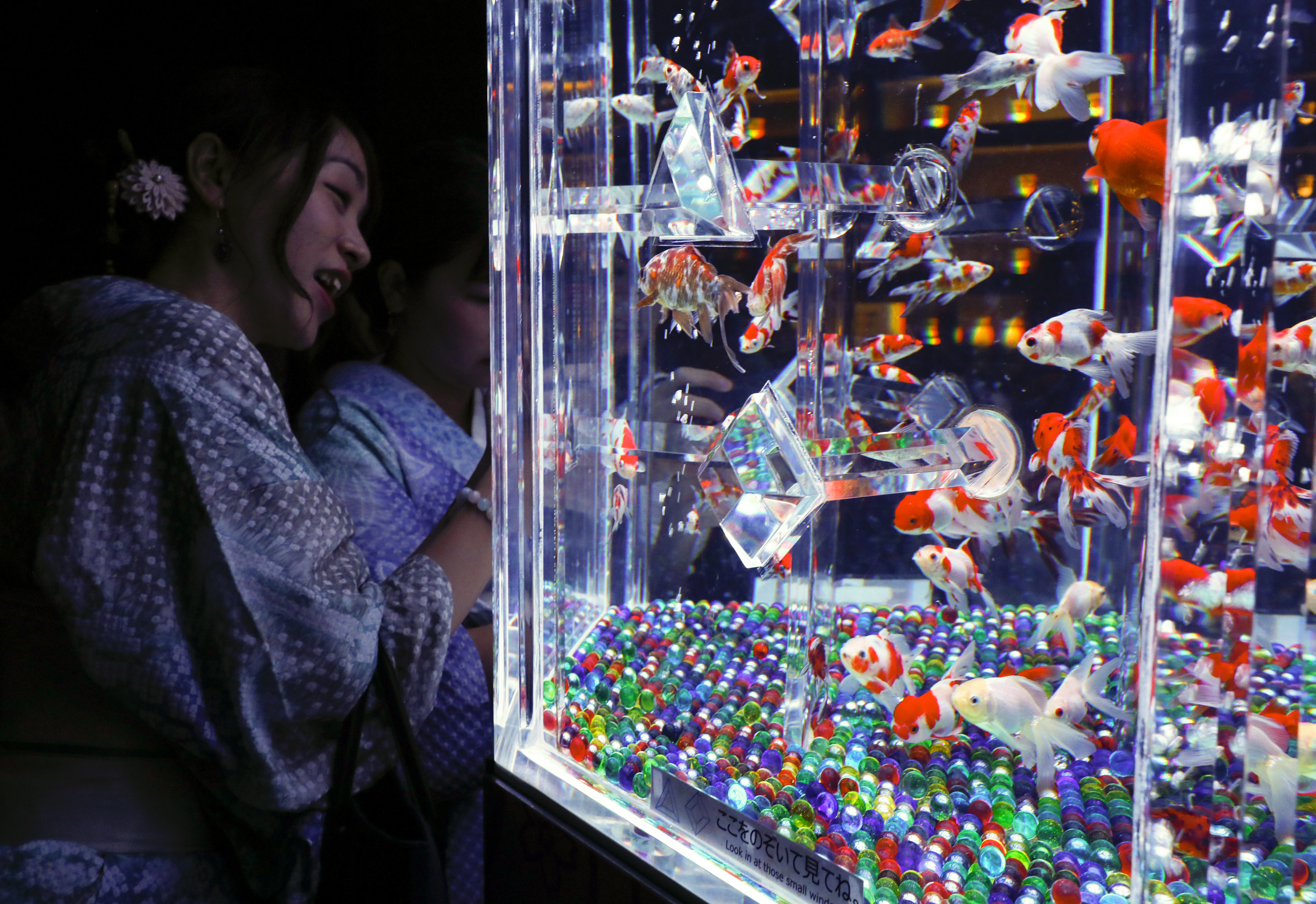 В аквариума в Нихонбаши, централен район на Токио, Япония са показани около 8 000 златни рибки