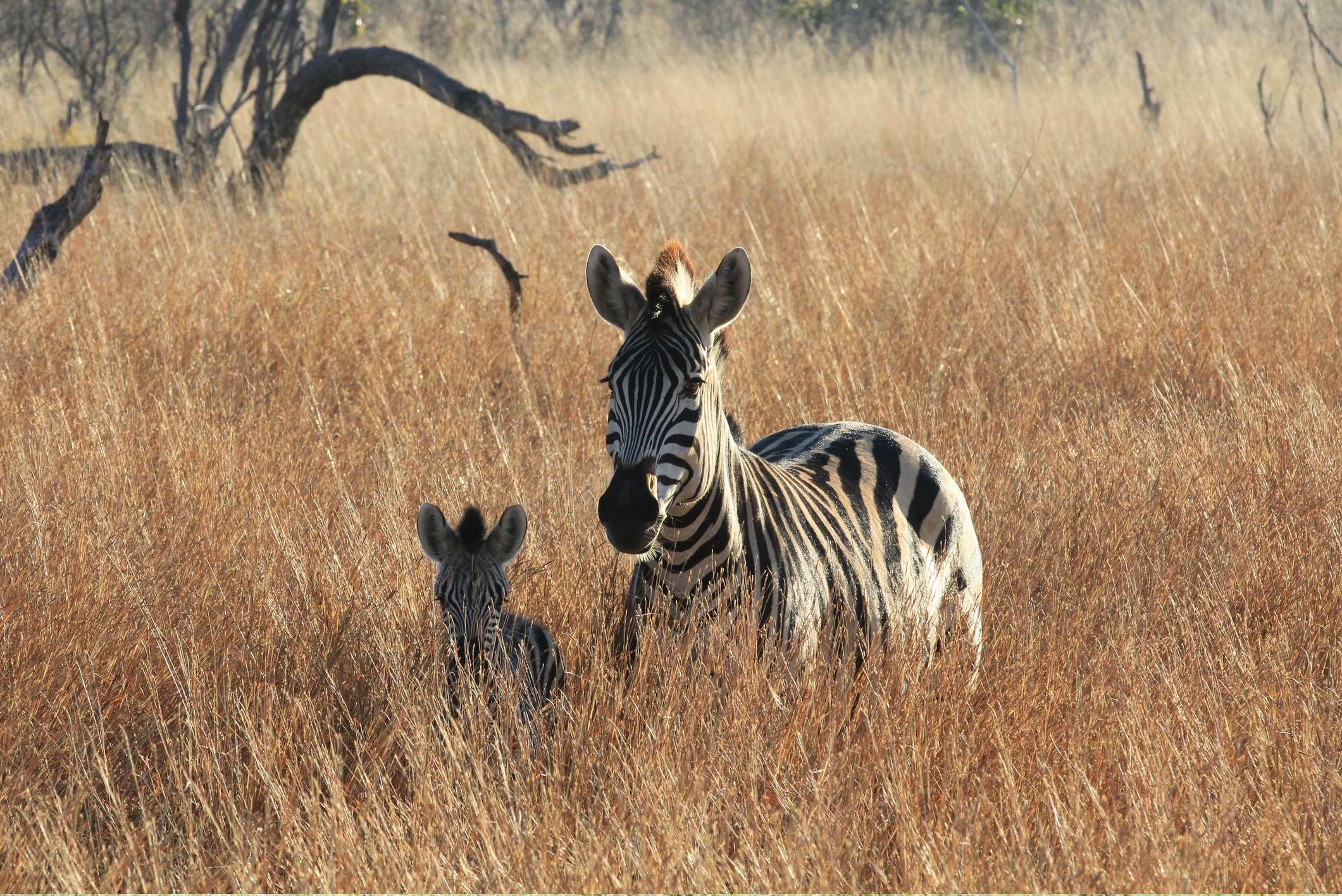 Национален парк Хванге, Зимбабве<br />
<br />
Този парк има най-голямата концентрация на големи земни животни от всяко друго място на планетата, но е посещаван от толкова малко туристи, че огромното слоново население (приблизително 46 000) превъзхожда чуждите посетители с почти 200 на един. Хванге е също така основна територия на хищници със „супер прайдове“, наброяващи повече от 20 лъва (достатъчно силни дори за лов на млади слонове), хиени, леопарди.