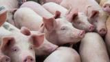  Откриха противозаконна плантация за свине, разисква се тактика за справяне с чумата 