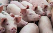  Отпадна възбраната за свинското от 39 ферми в България 
