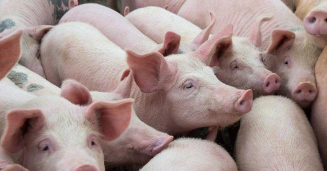 В провадийското село Тутраканци е дадена положителна проба за африканска