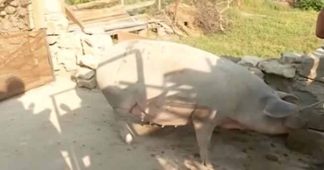 Собствениците на заразените животни в село Тутраканци край Варна ще