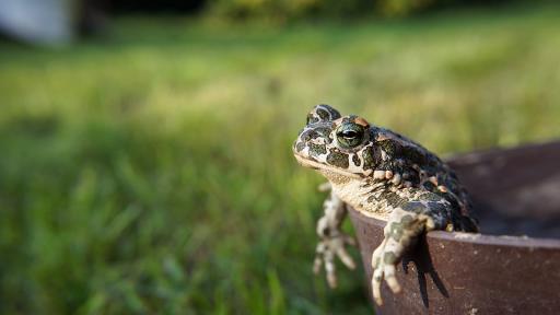  Снимка: pixabay 