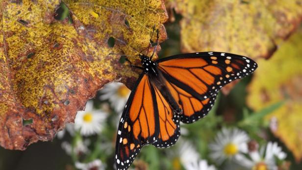 Миграция на пеперудите монарх