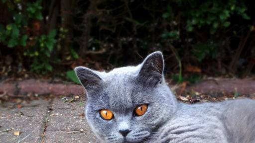  <p>Котките на София - пред нас в цялата си прелест</p> 