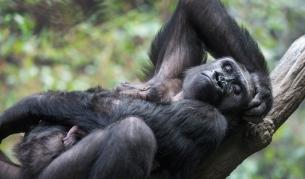 Видео с майка горила трогна мрежата