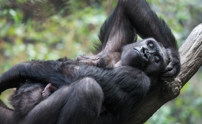 Видео с майка горила трогна мрежата