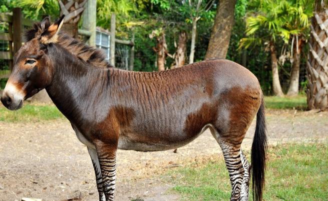 Роди се рядка кръстоска между магаре и зебра