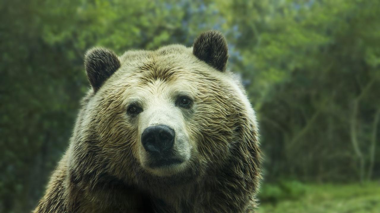 Снимка: pixabay