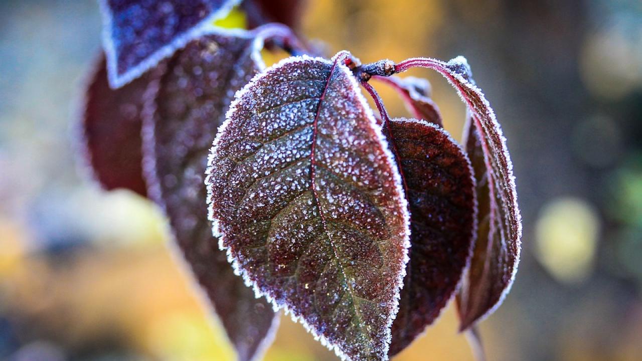 Снимка: pixabay