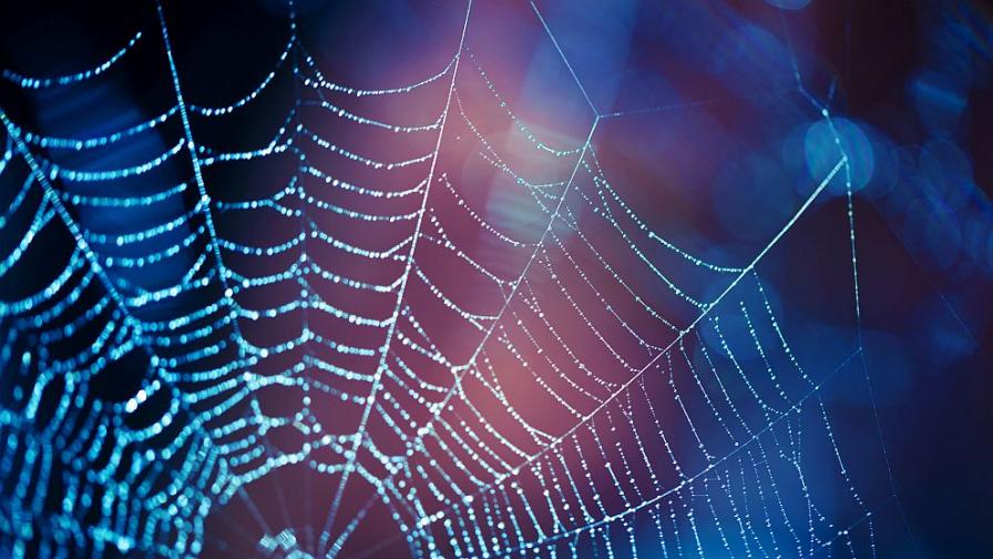 Американски учени установиха на какво се дължи здравината на паяжината