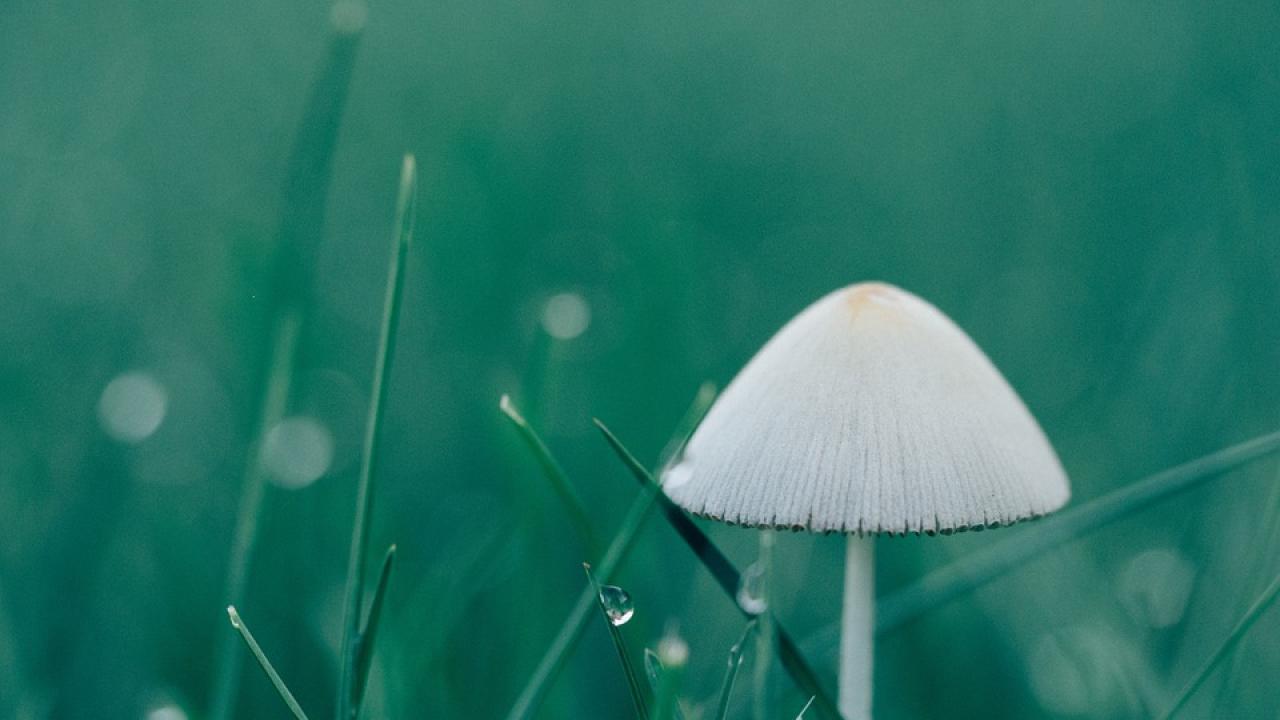 Снимка: pixabay
